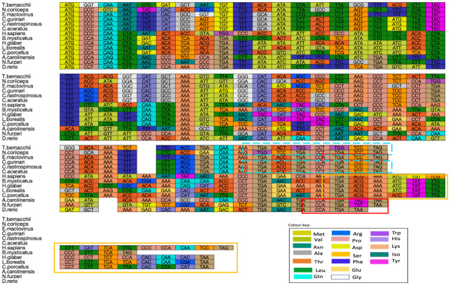 Sequence and structure comparison of ATP synthase F0 subunits 6 and 8 ...