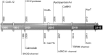 <b>FIG. 5.</b>