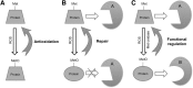 <b>FIG. 4.</b>