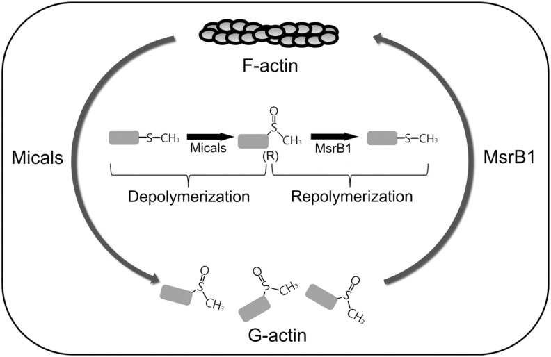 FIG. 6.