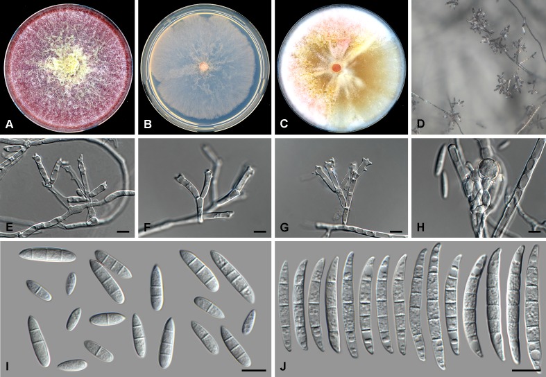 Fig. 6.