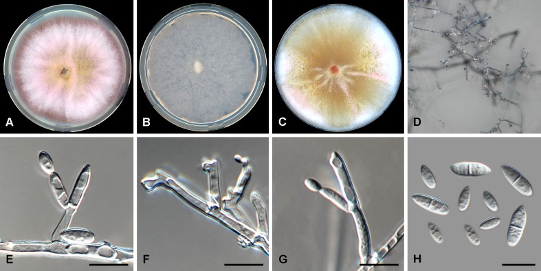 Fig. 4.