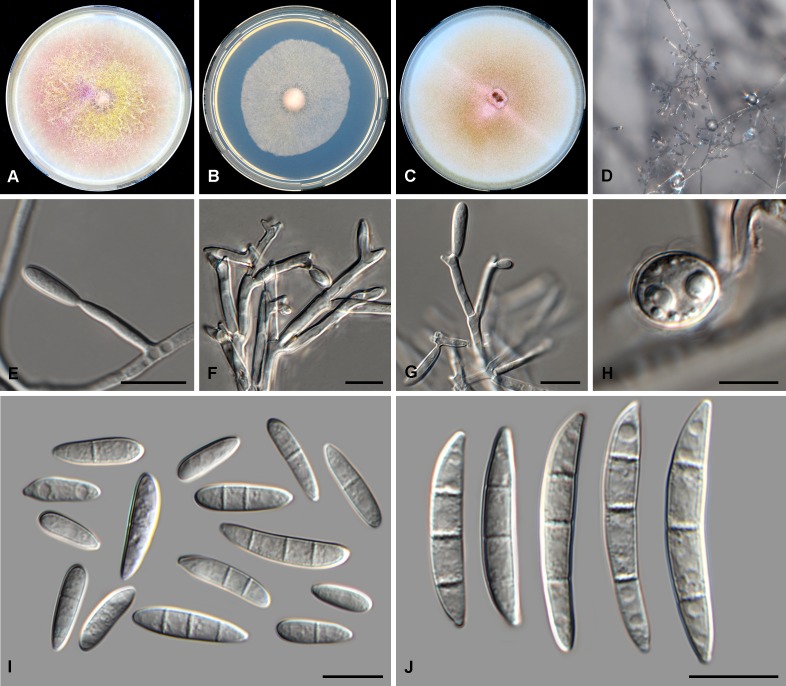 Fig. 7.