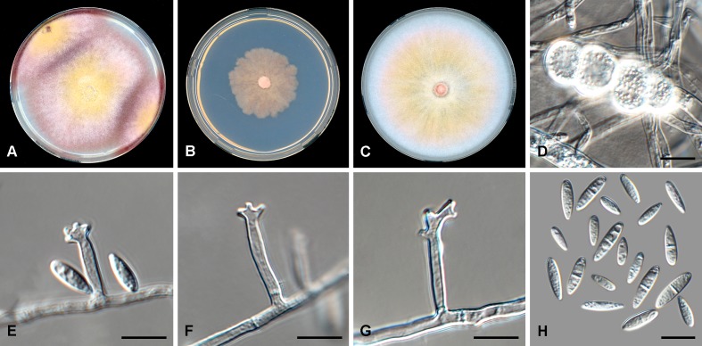 Fig. 2.