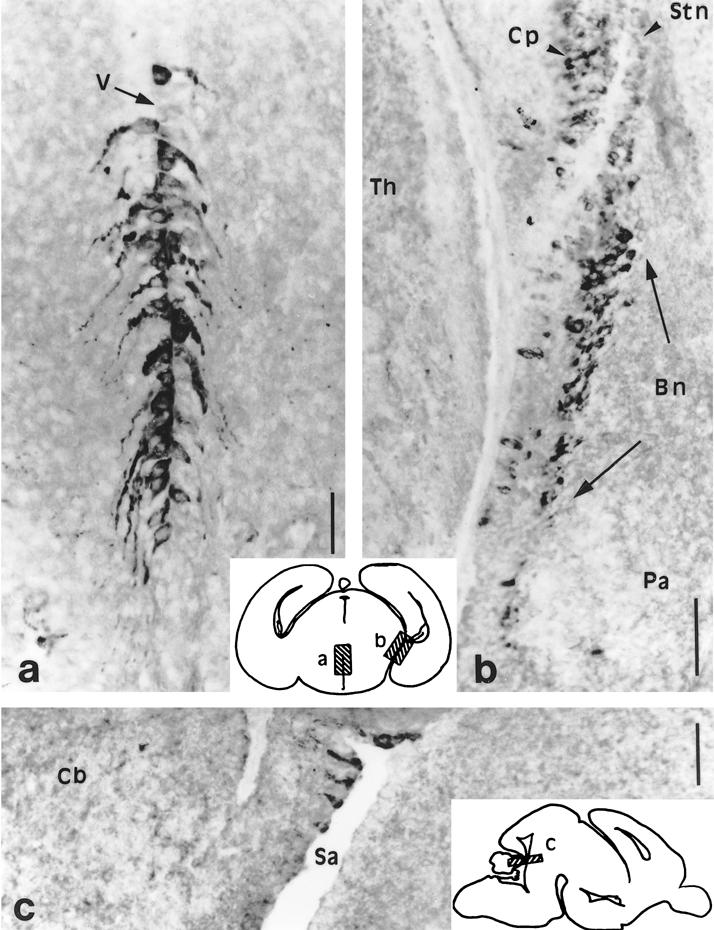 Fig 5.