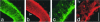 Fig 6.