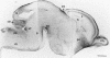 Fig 9.