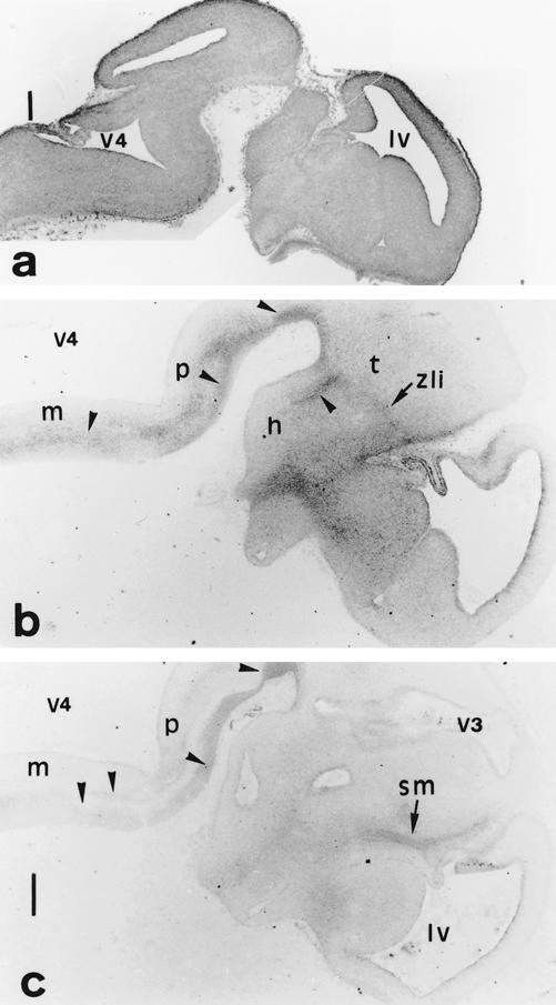 Fig 3.