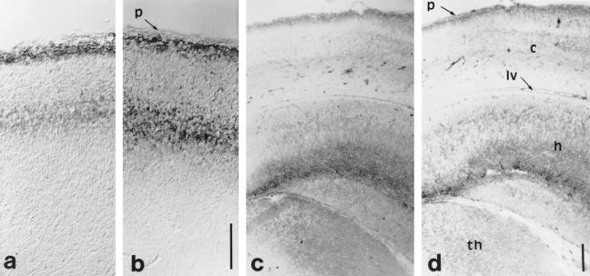 Fig 10.