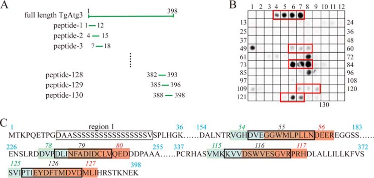 Figure 3.