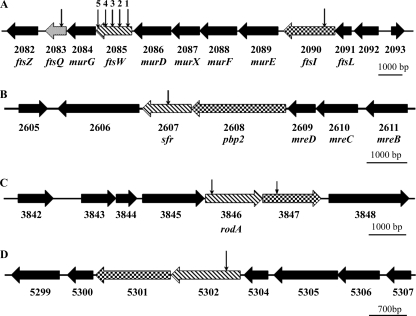 FIG. 1.