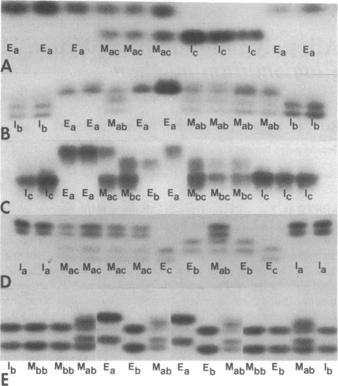 graphic file with name pnas00294-0266-a.jpg