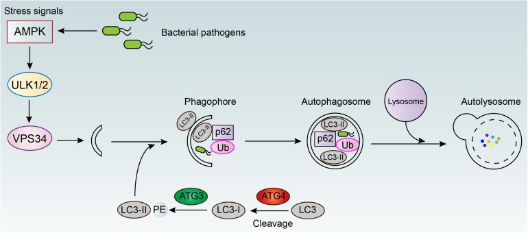 FIGURE 3