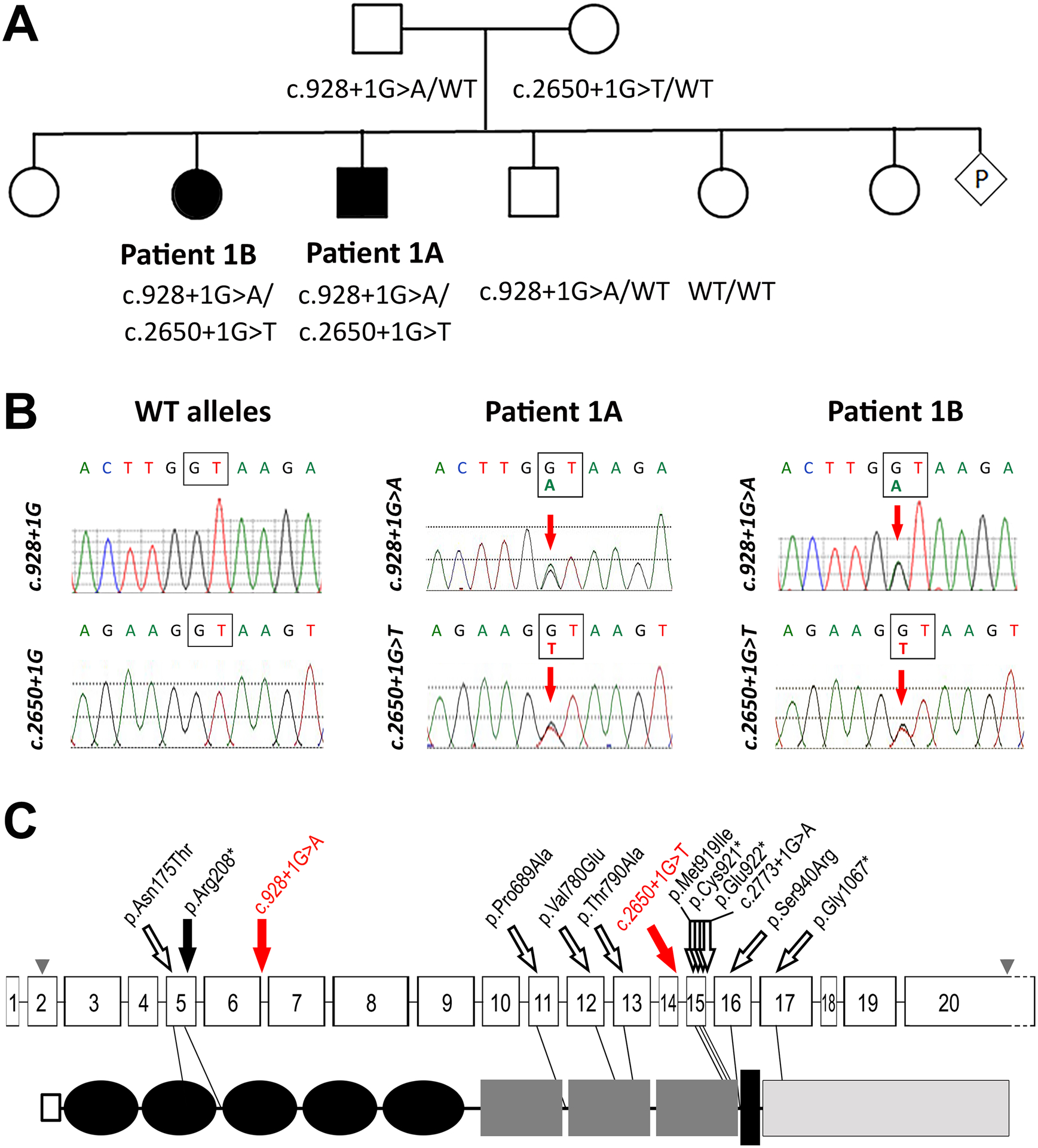 Figure 2: