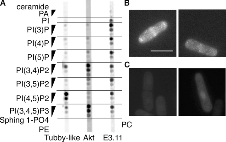 Figure 6.