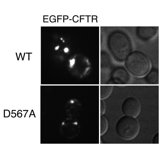 FIGURE 5: