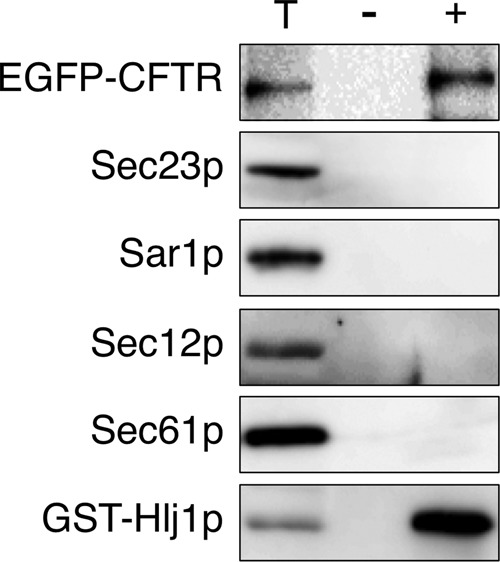 FIGURE 7: