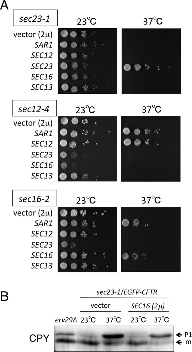 FIGURE 2: