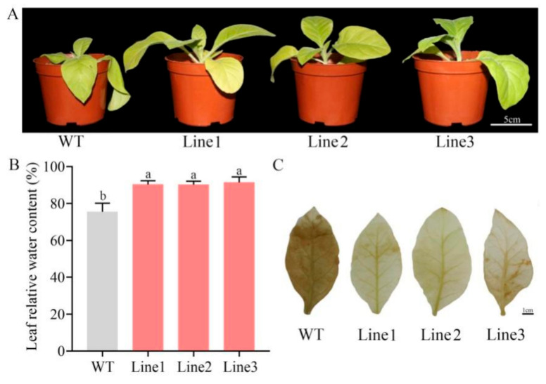 Figure 6