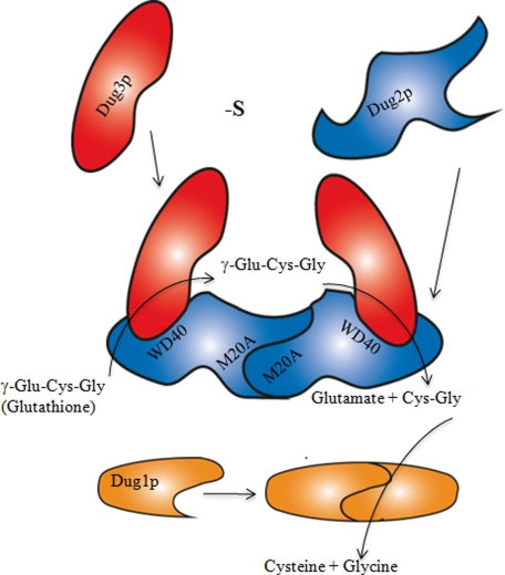 FIGURE 7.