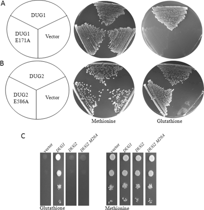 FIGURE 3.