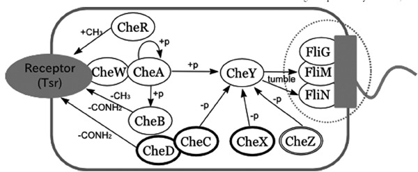 Fig. (1)