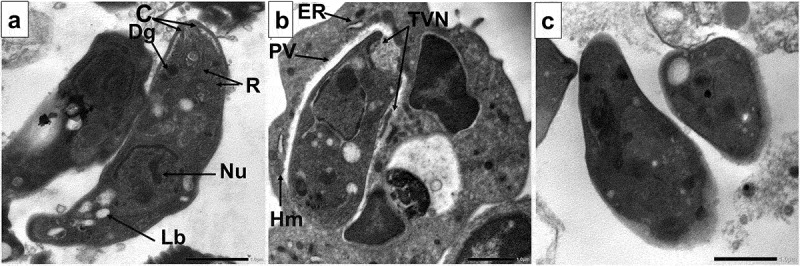 Figure 5.