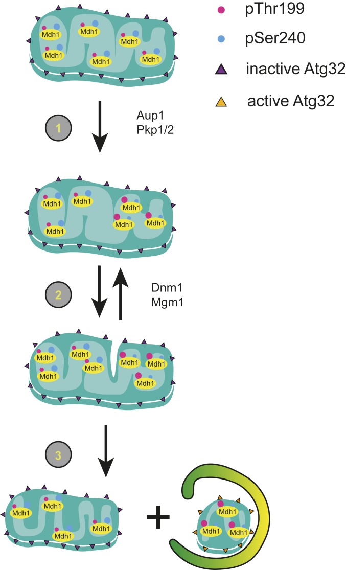 Fig. 7.