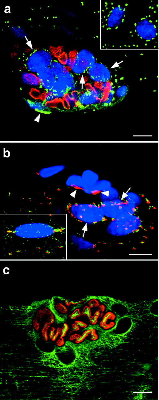 Fig. 8.