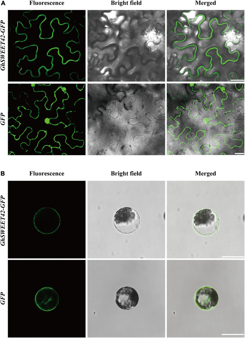 FIGURE 3