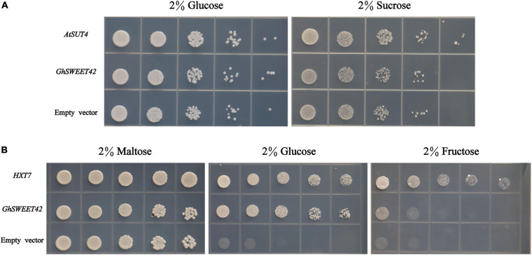 FIGURE 4