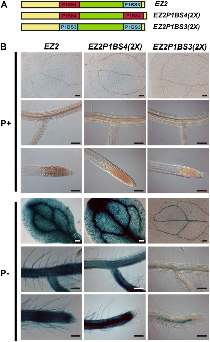 Fig. 7.