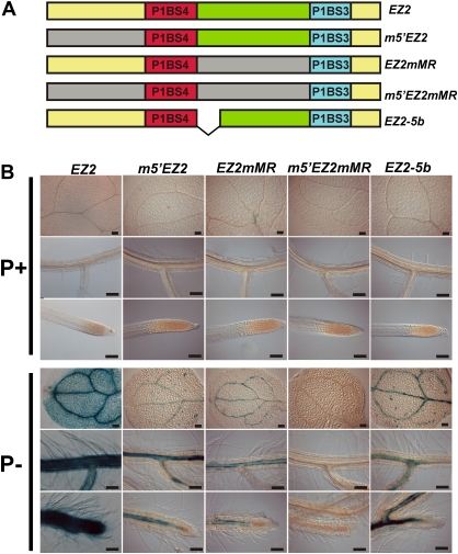 Fig. 8.