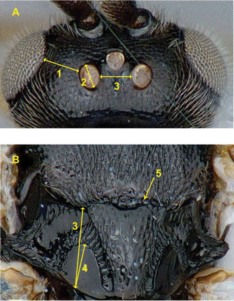 Figure 206.