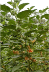 Fig. (5)