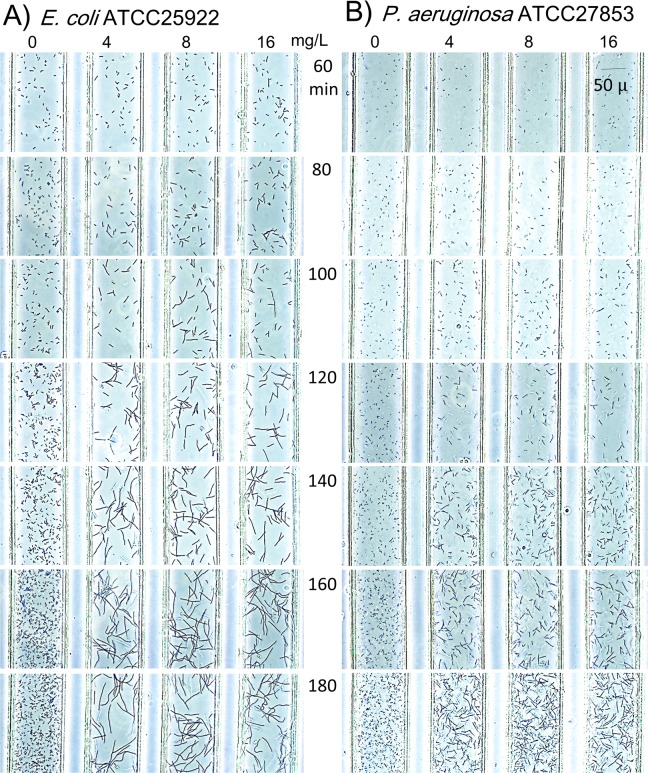 Fig 5