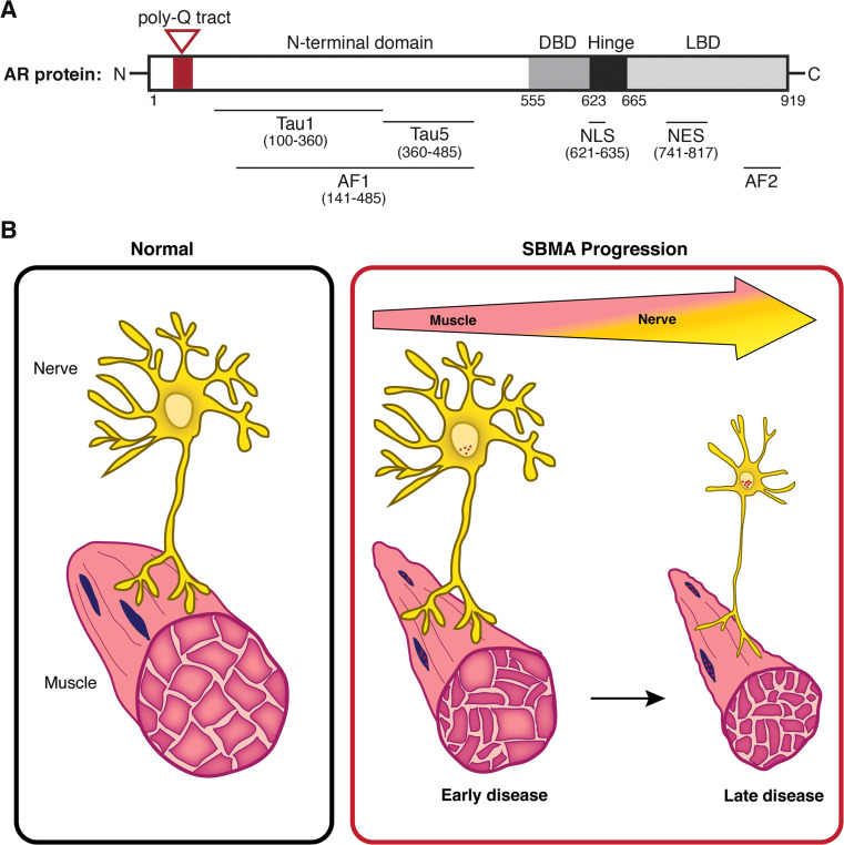 Fig. 1