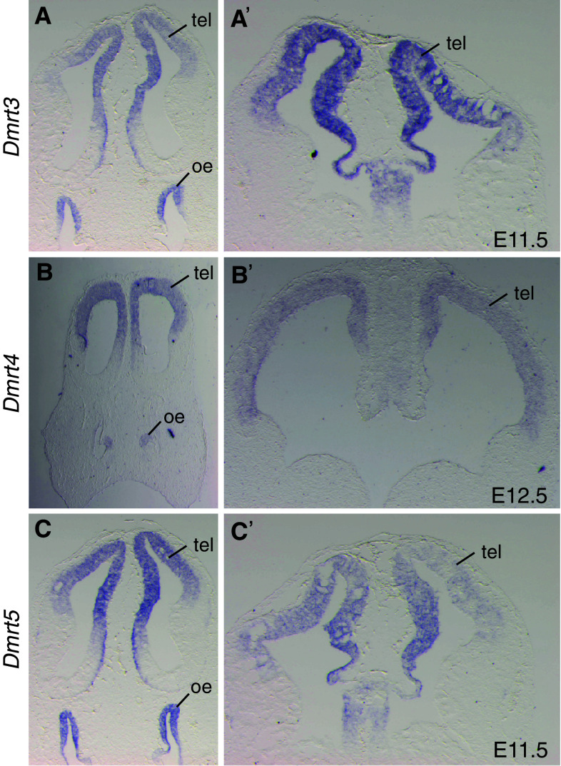 Fig. 2