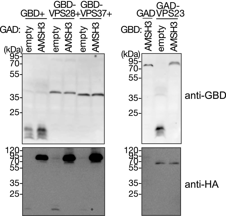 Fig. S5.