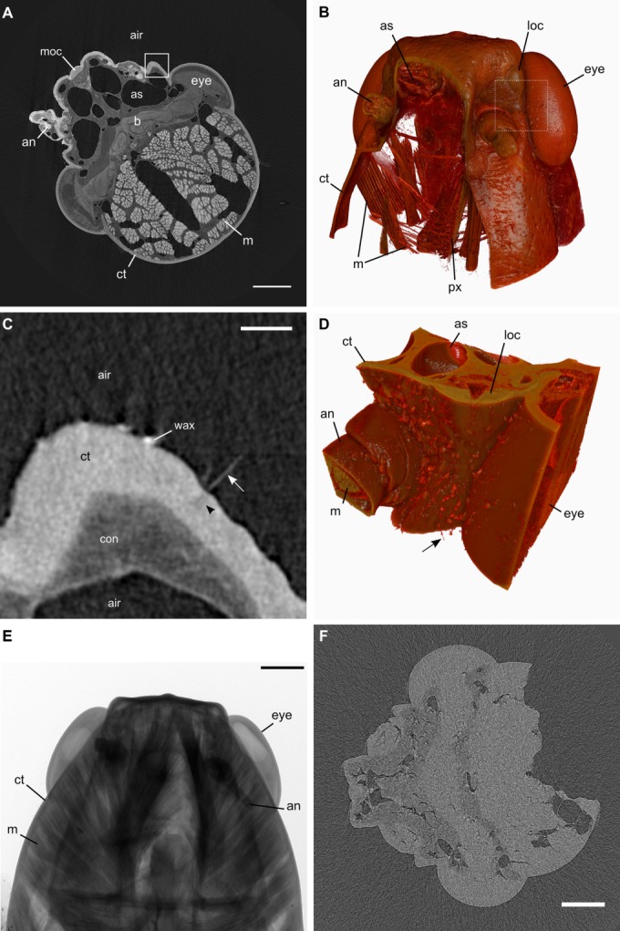 Fig 5