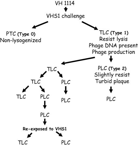 FIG. 8.