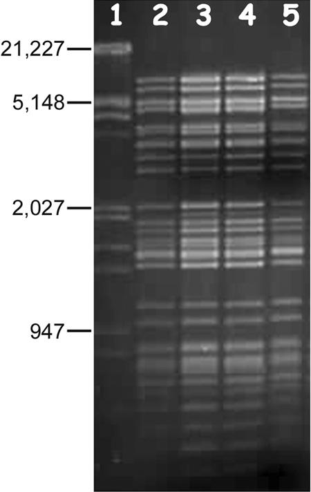 FIG. 3.