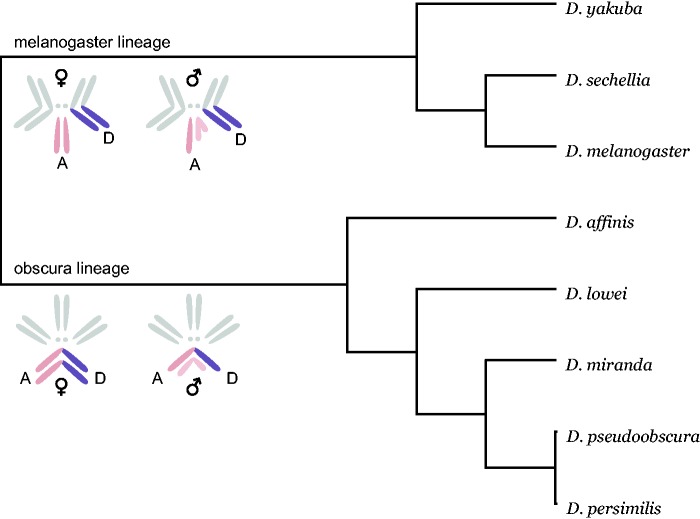 Fig. 1.—