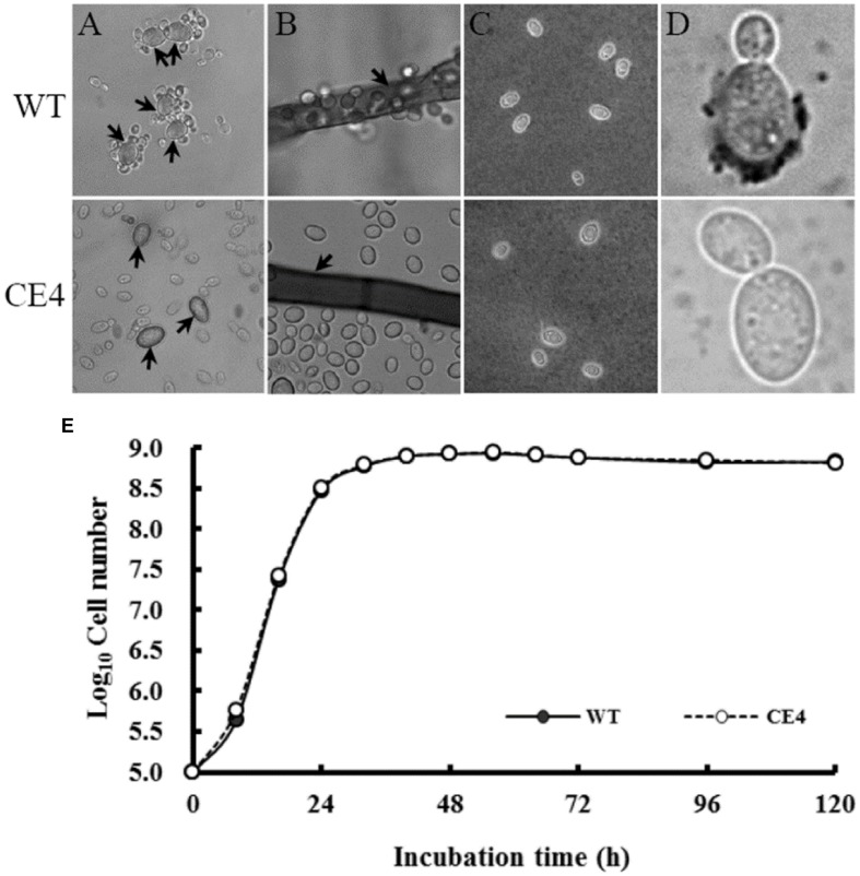 FIGURE 5