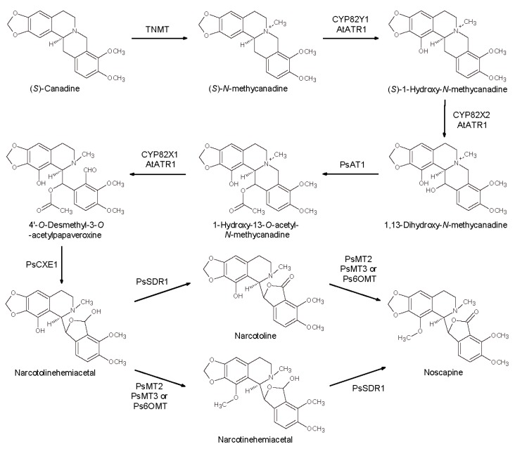 Scheme 10