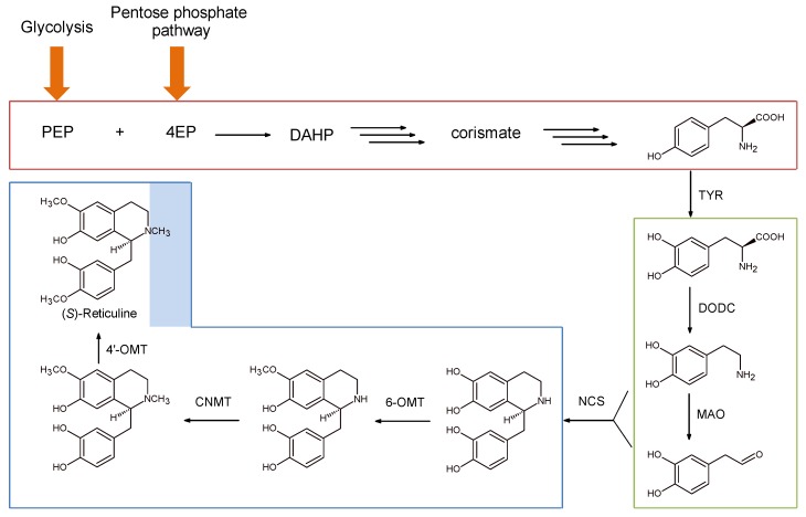 Scheme 8