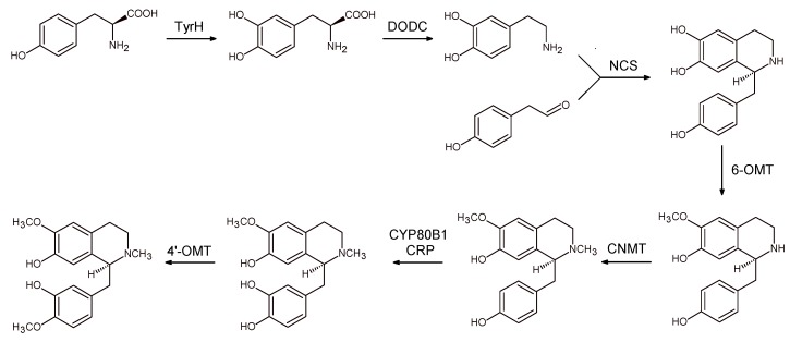 Scheme 9