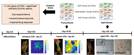 graphic file with name nihms-1531632-f0001.jpg