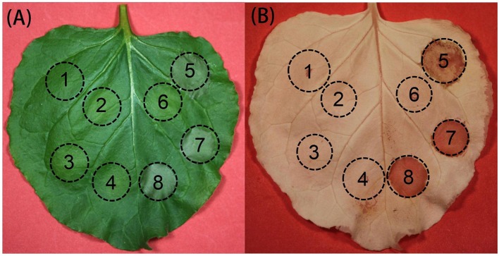 Figure 5