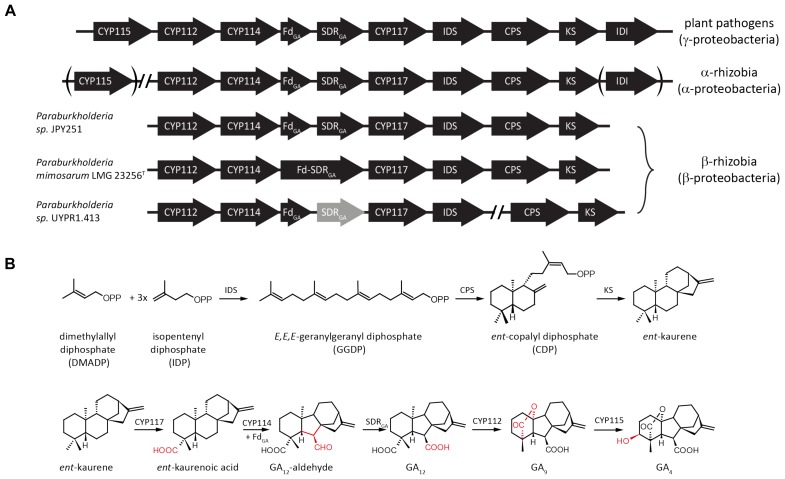 FIGURE 1